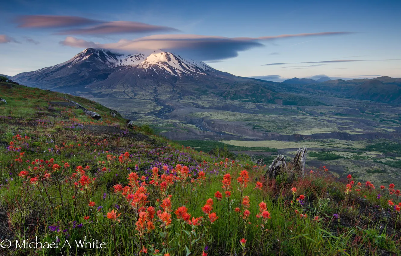 Photo wallpaper field, snow, landscape, flowers, mountains, tops