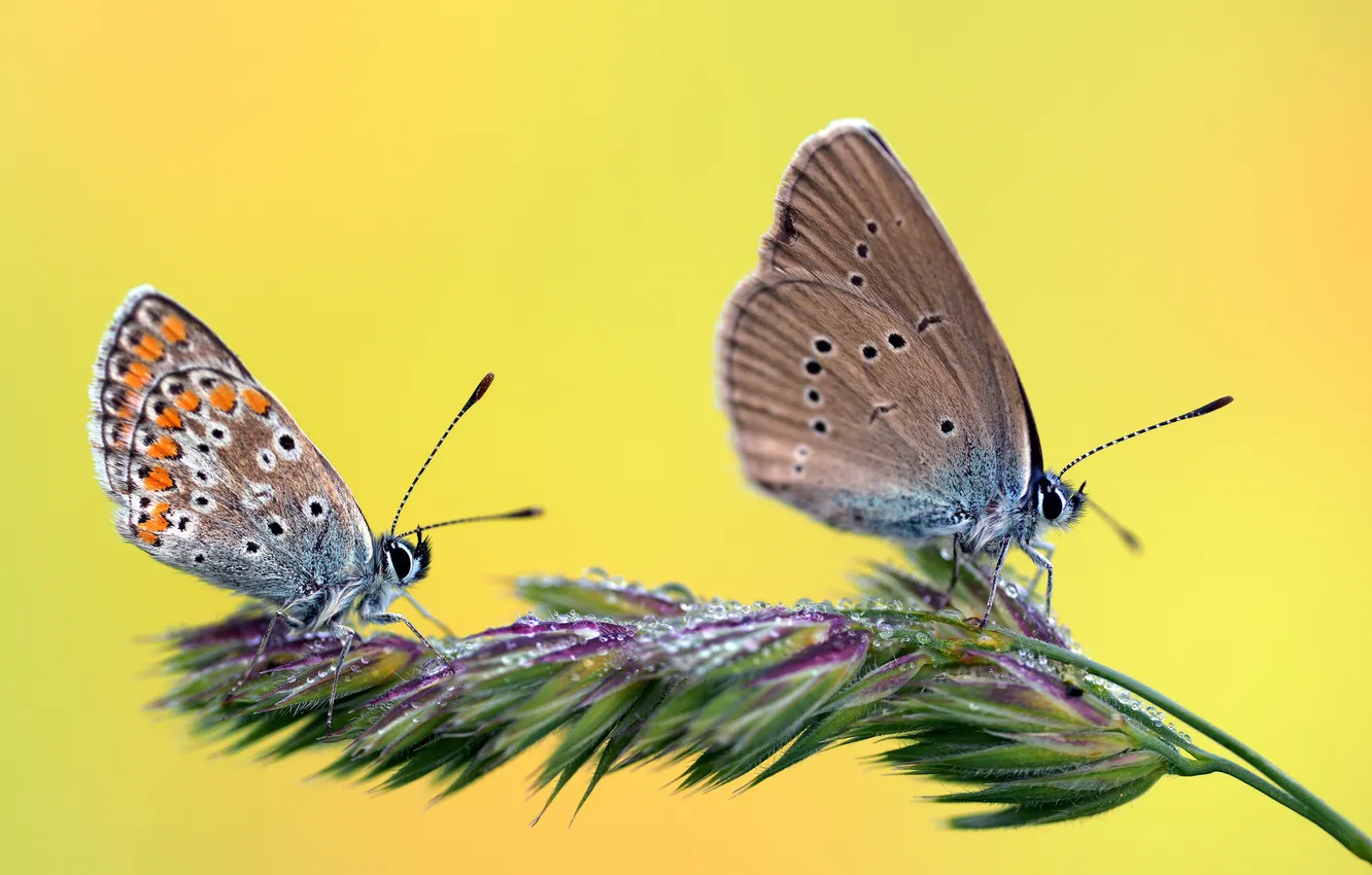 Photo wallpaper grass, drops, Rosa, butterfly, two, plant, spikelets
