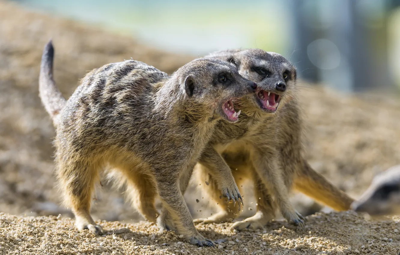 Photo wallpaper sand, meerkats, fight, pair, ©Tambako The Jaguar
