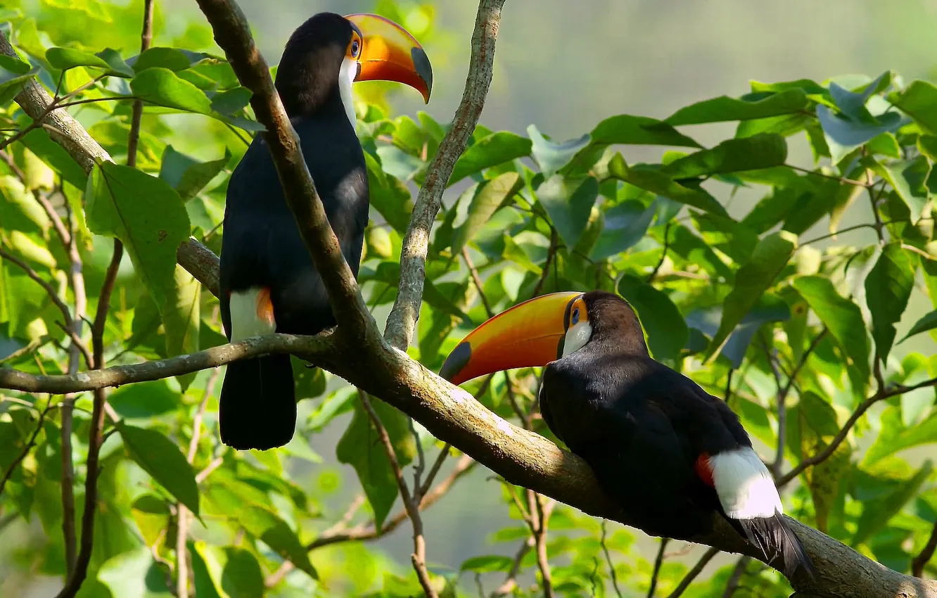 Photo wallpaper big beak birds, Yellow-beaked birds, Large tropical birds, toucan birds