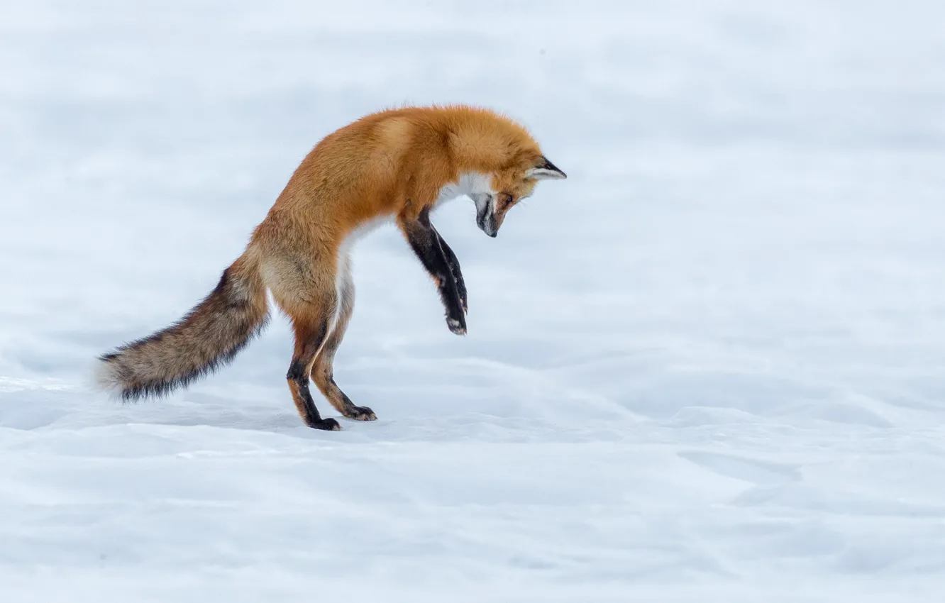 Photo wallpaper winter, snow, Fox, Fox, © Bryan Batley