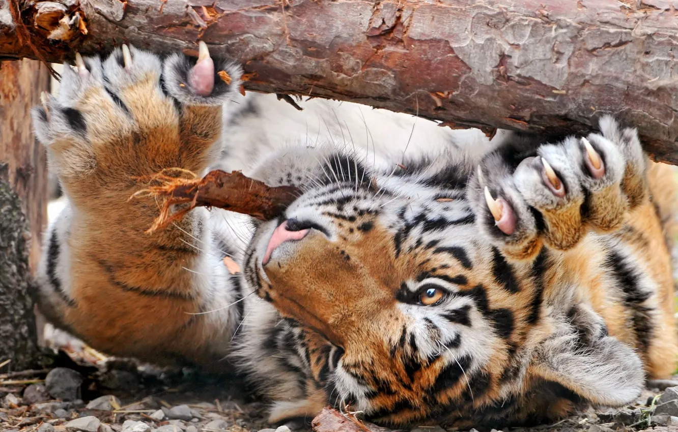 Photo wallpaper trees, paws, log, bark, claws, tigrasha, sharpening, play