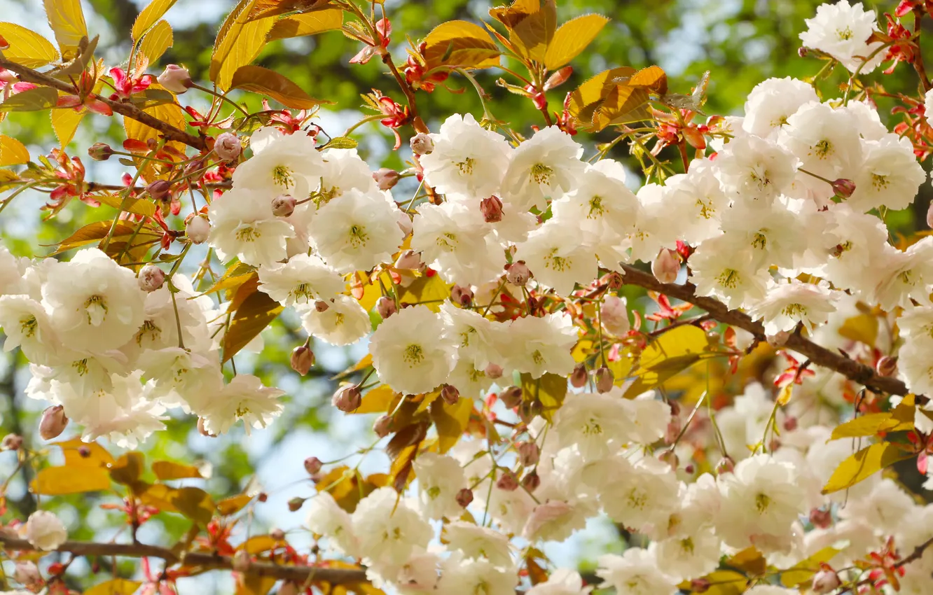 Photo wallpaper flower, spring, blooming