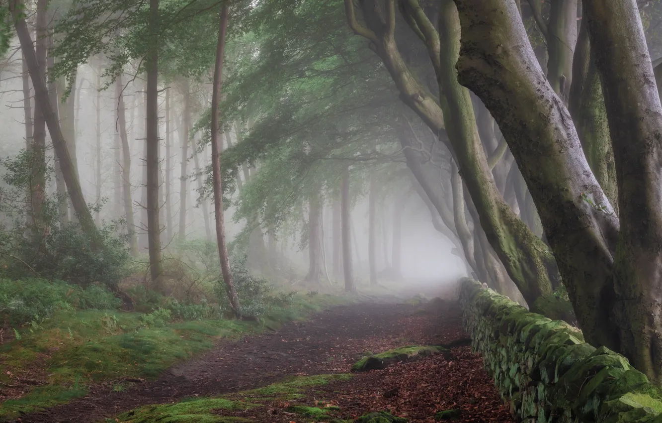 Photo wallpaper forest, trees, branches, nature, fog, Park, stones, foliage