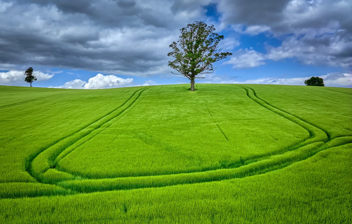 Photo wallpaper field, summer, trees