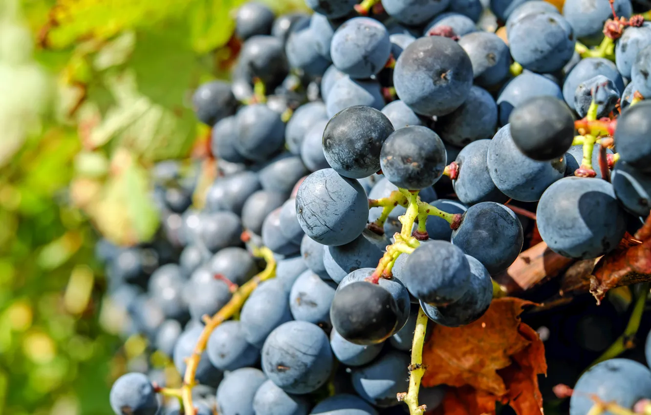 Photo wallpaper leaves, nature, grapes, vineyard, bunches of grapes