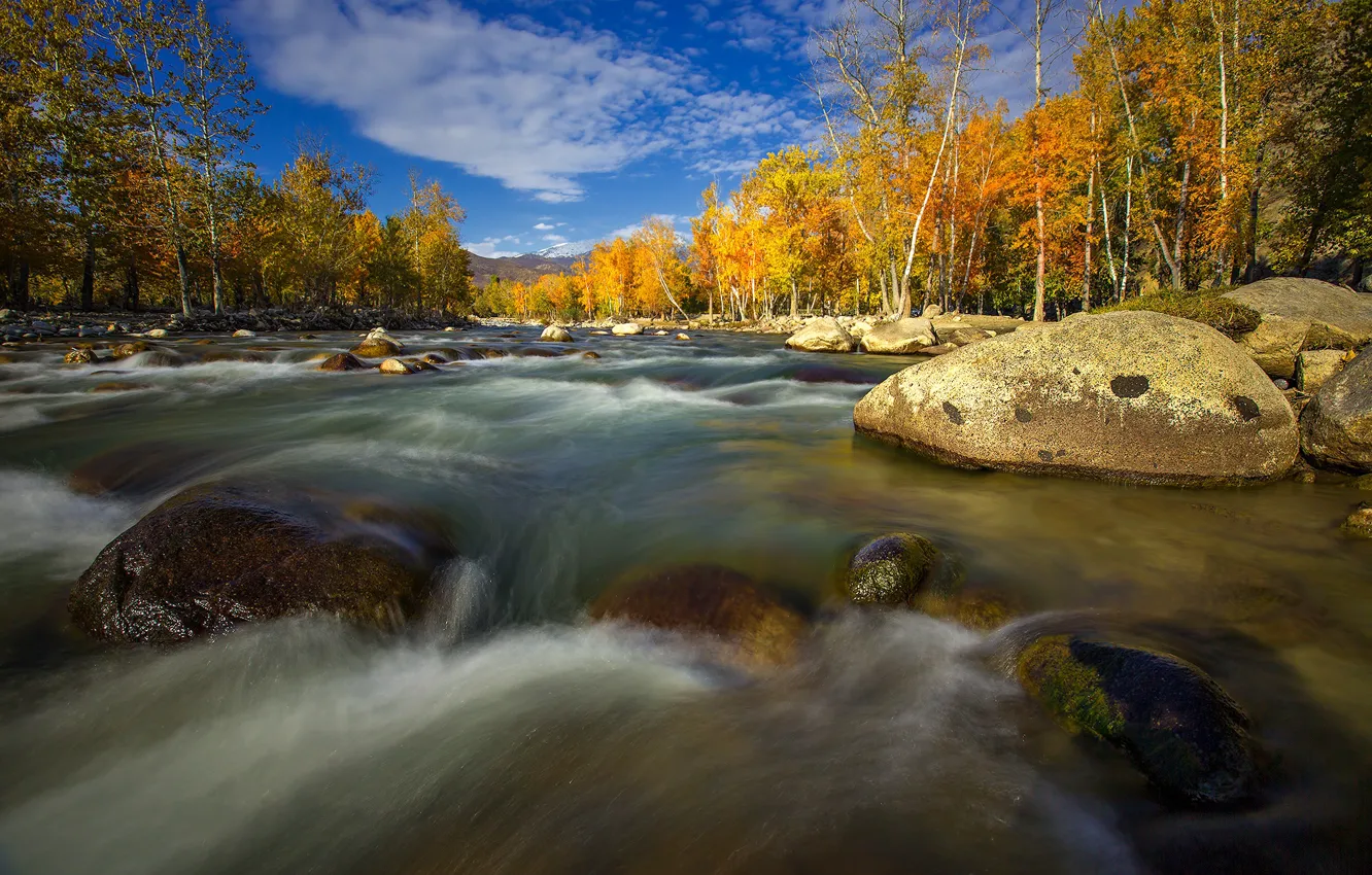 Photo wallpaper autumn, trees, river, stones