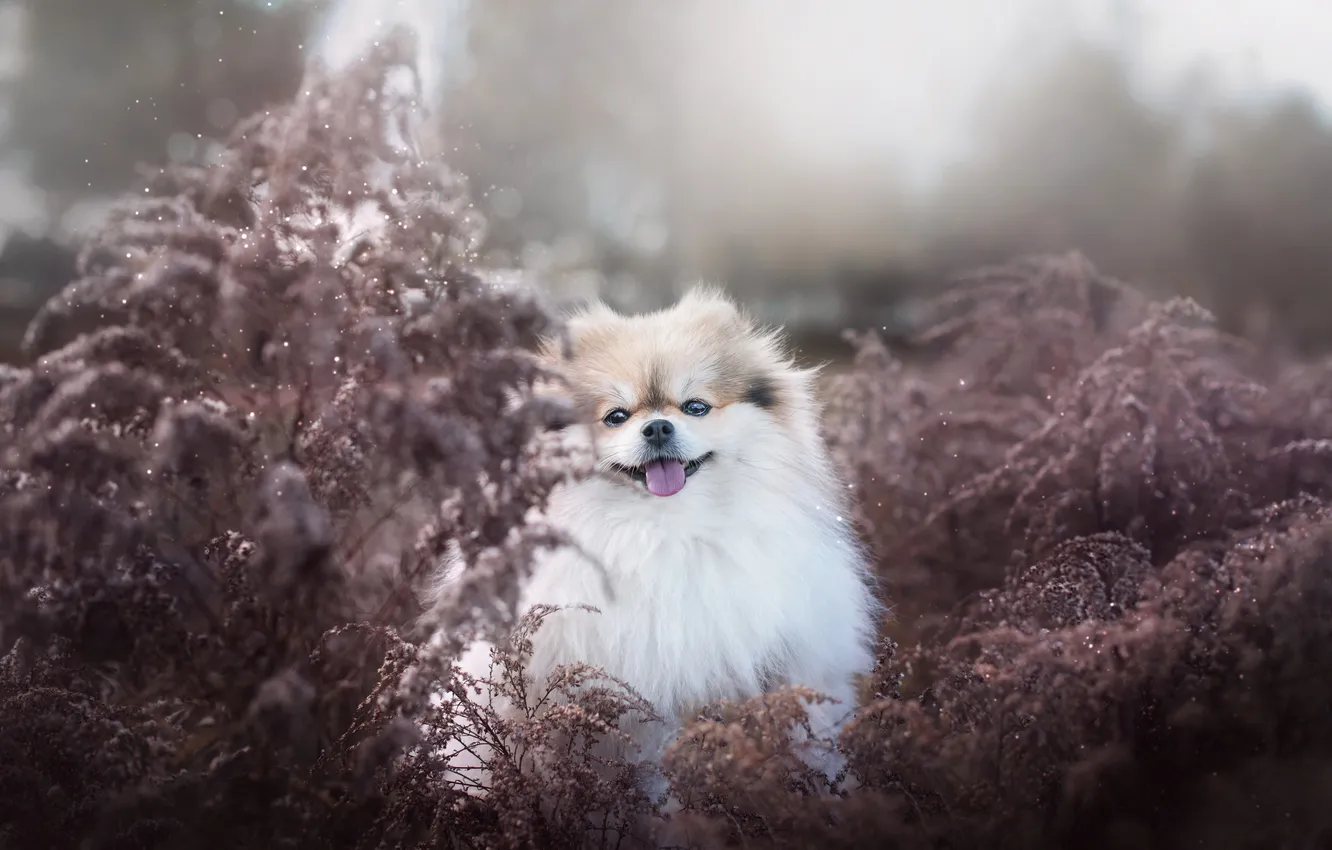 Photo wallpaper look, pose, dog, face, Spitz