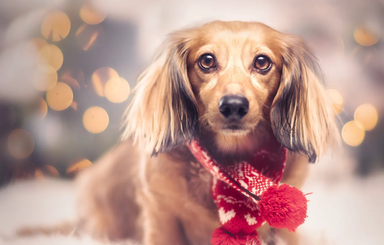 Photo wallpaper look, red, lights, pose, portrait, dog, blur, Christmas