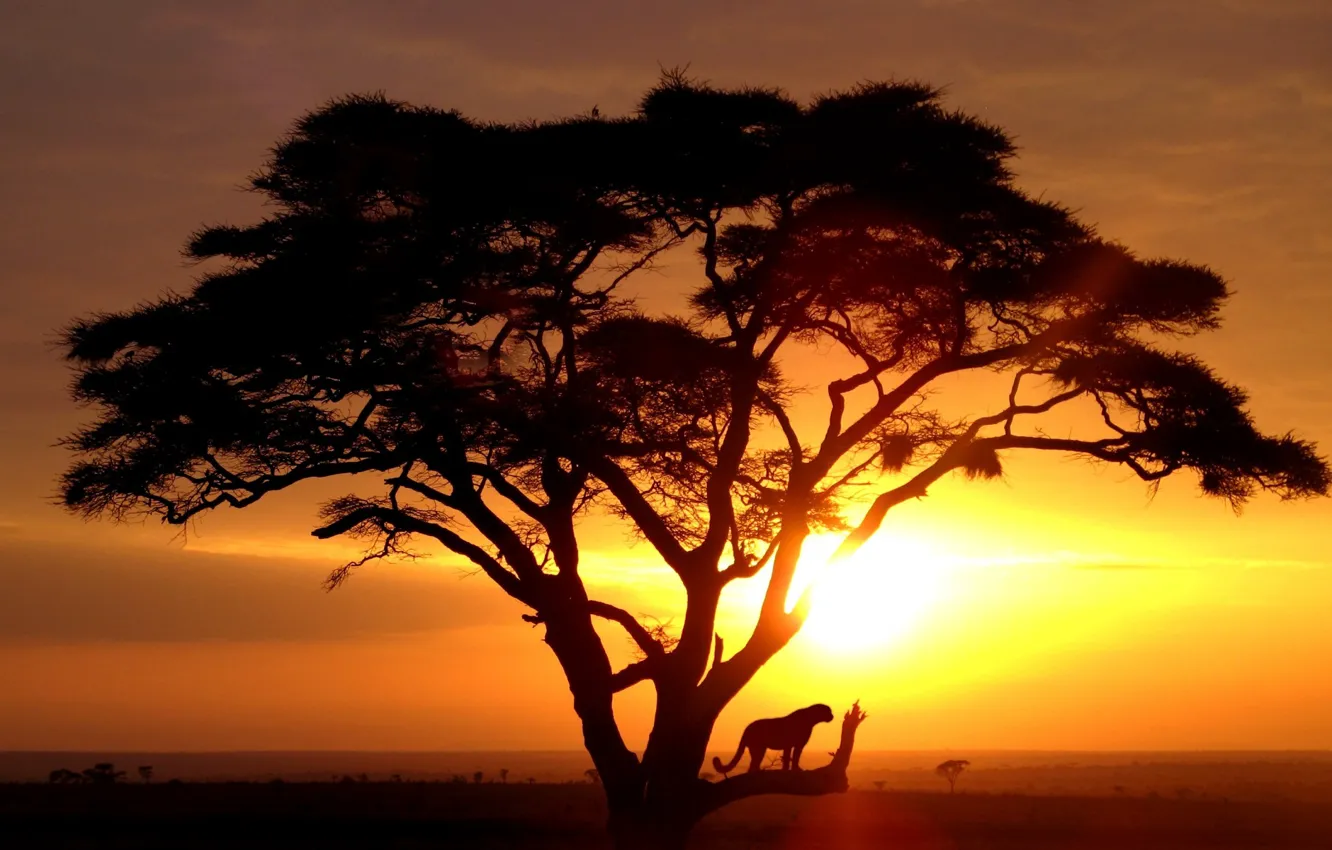 Photo wallpaper sunrise, savannah, wild cat, ttree