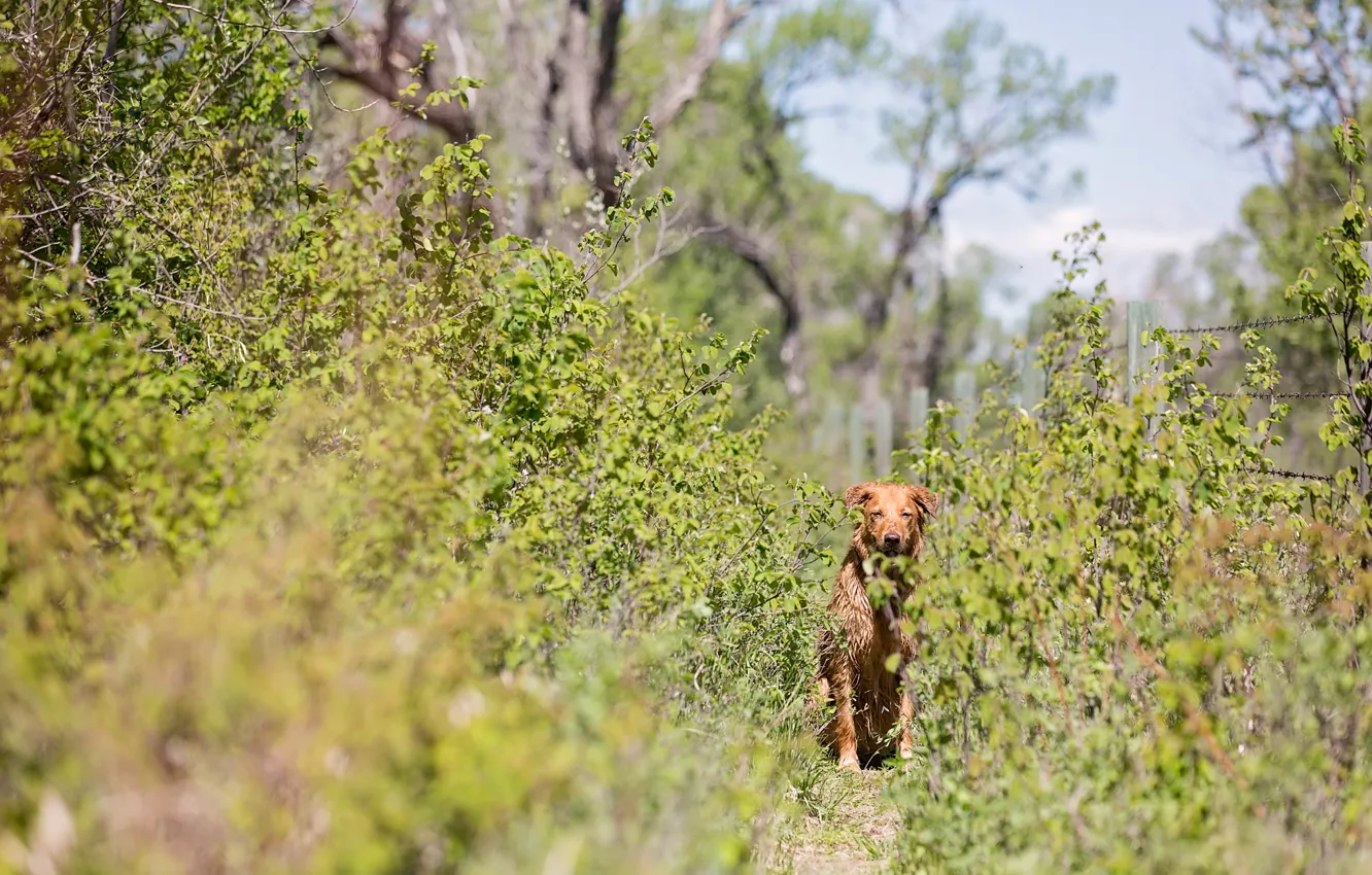 Photo wallpaper trail, shrub, red dog