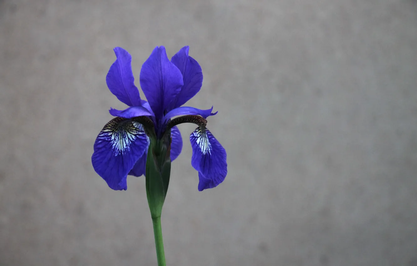 Photo wallpaper background, Wallpaper, color, Flowers, iris, blue flower, iris, blue iris