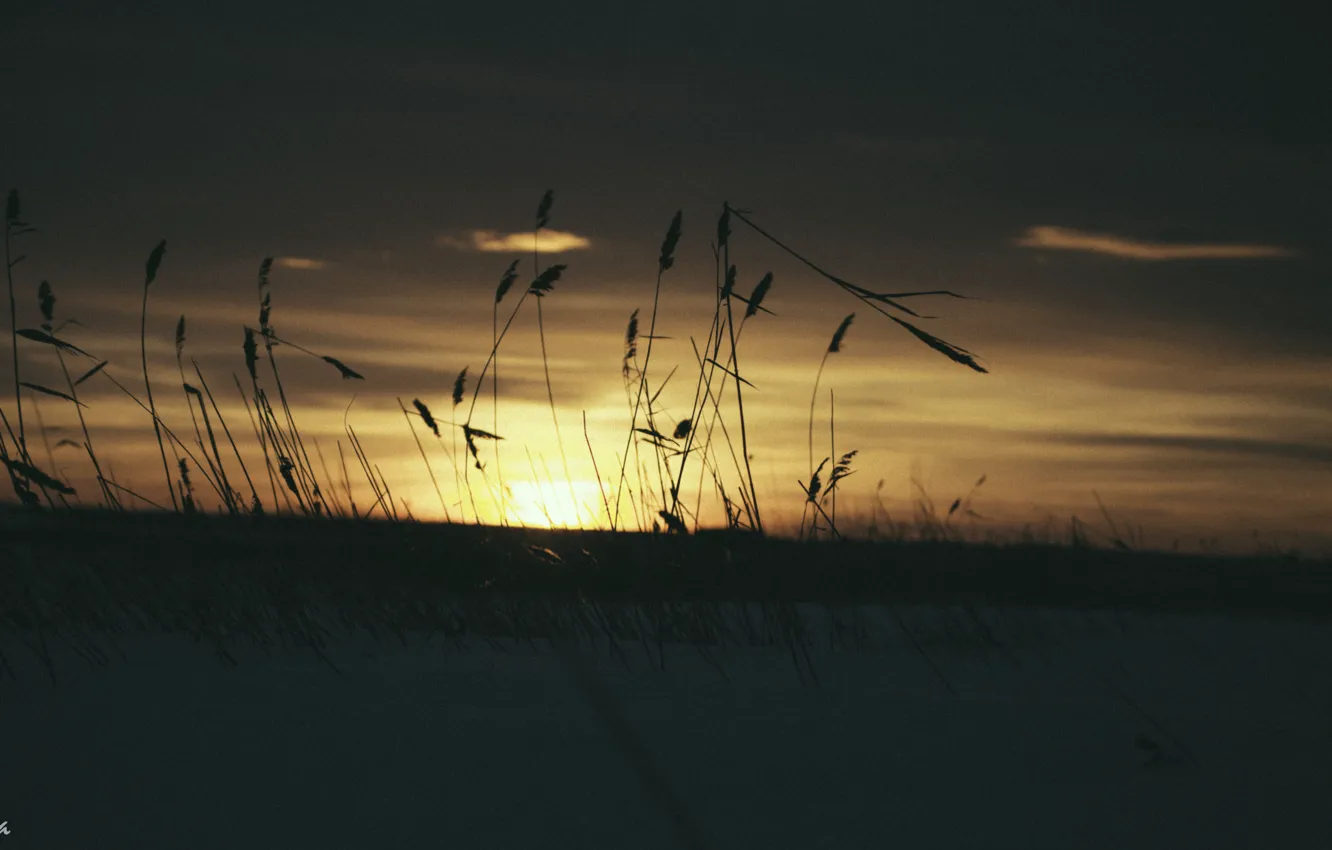 Photo wallpaper wheat, the sun, nature, Sunset