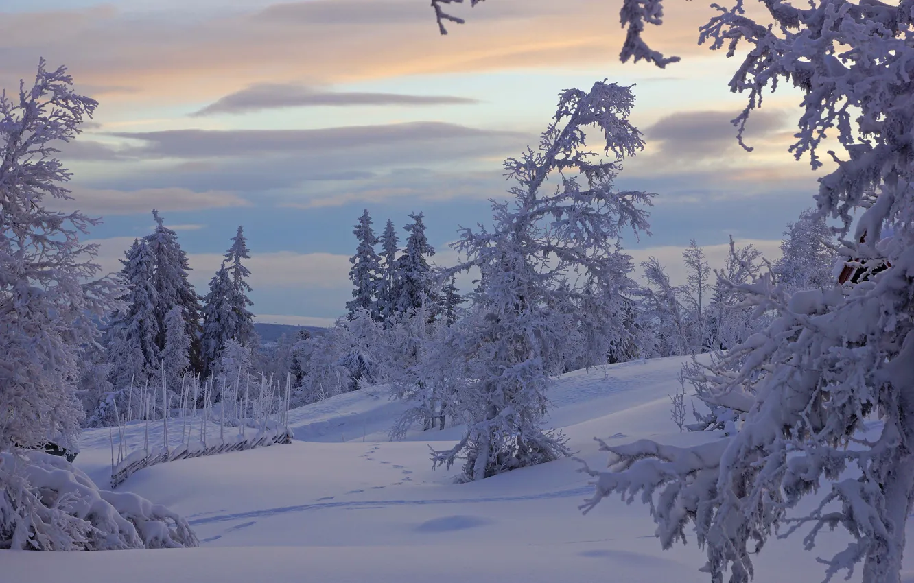 Photo wallpaper winter, frost, forest, the sky, clouds, snow, trees, branches