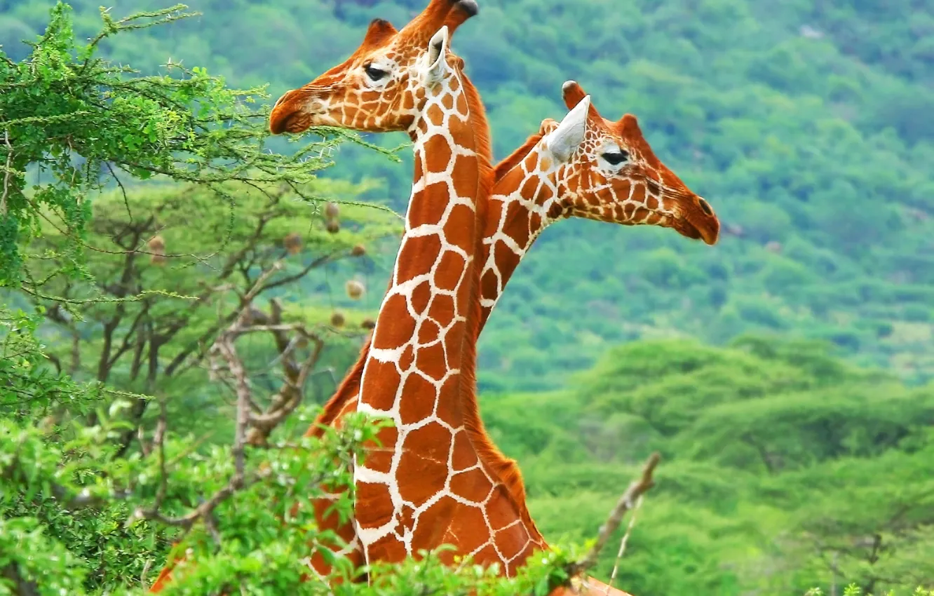 Photo wallpaper giraffes, Savannah, Africa