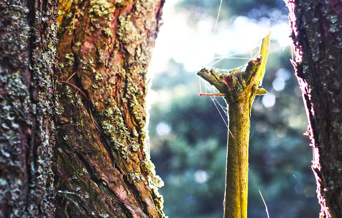Photo wallpaper tree, spider web, bark