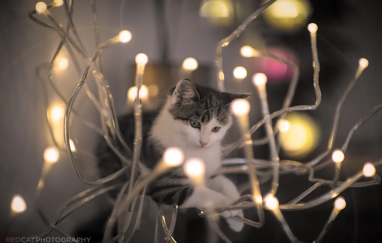 Photo wallpaper cat, cat, light, muzzle, light bulb