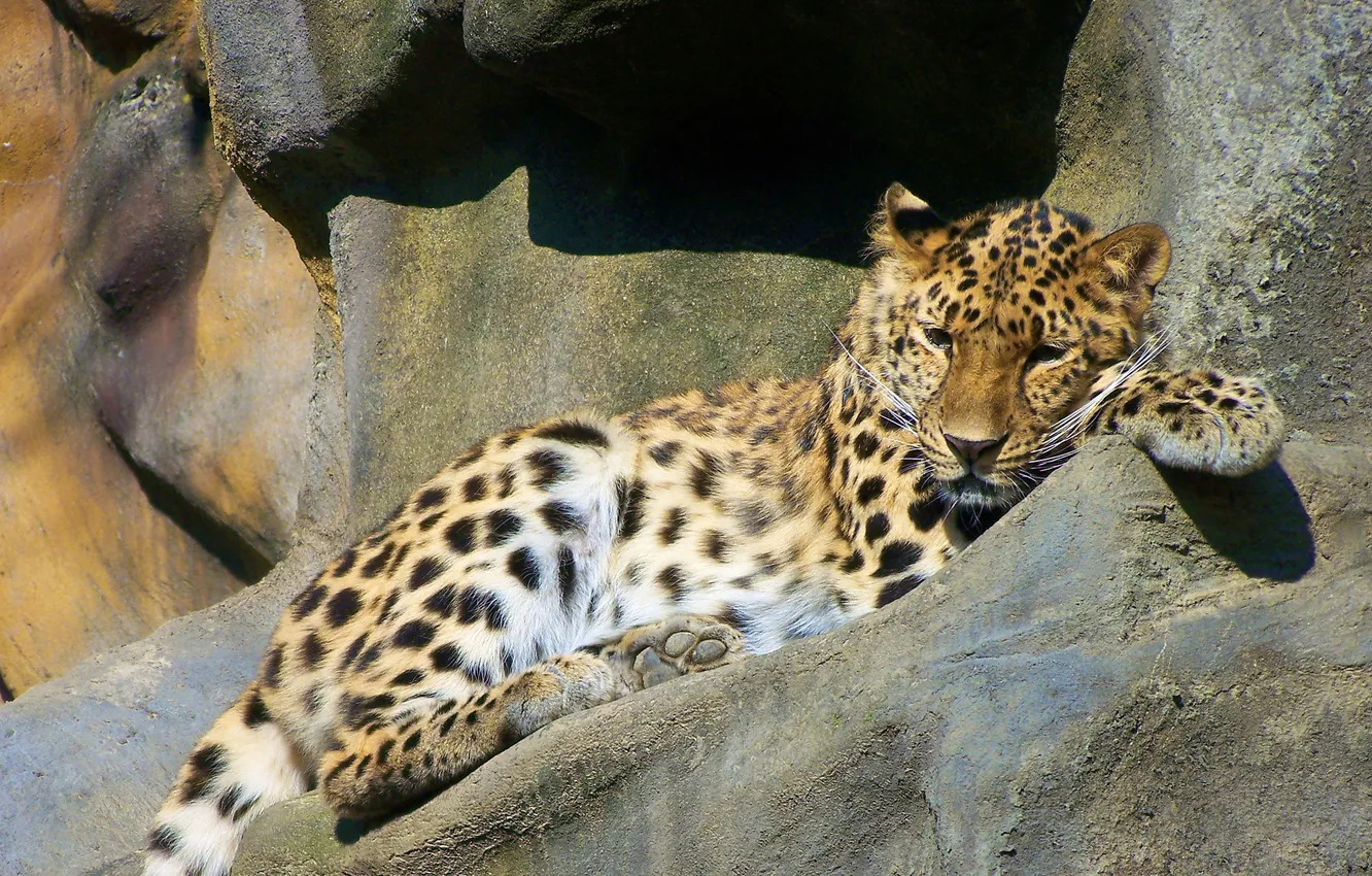 Photo wallpaper rocks, stay, predator, leopard, far East