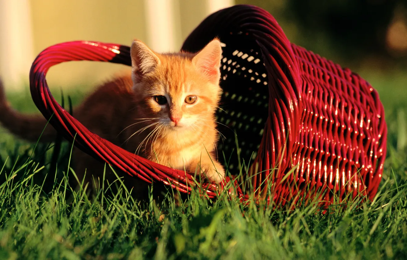 Photo wallpaper grass, kitty, red, basket