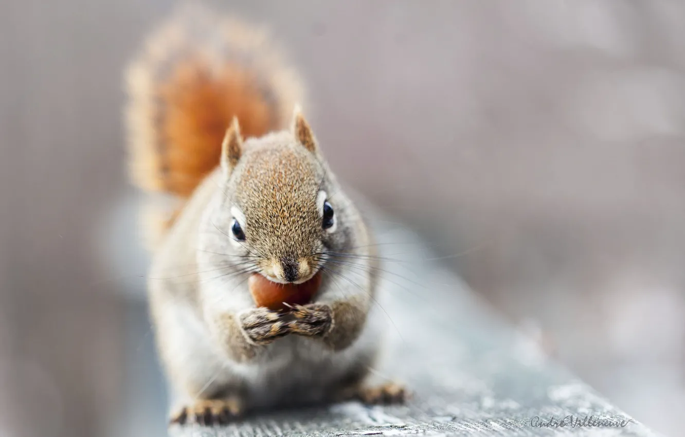 Photo wallpaper grey background, protein, nibbles, nuts