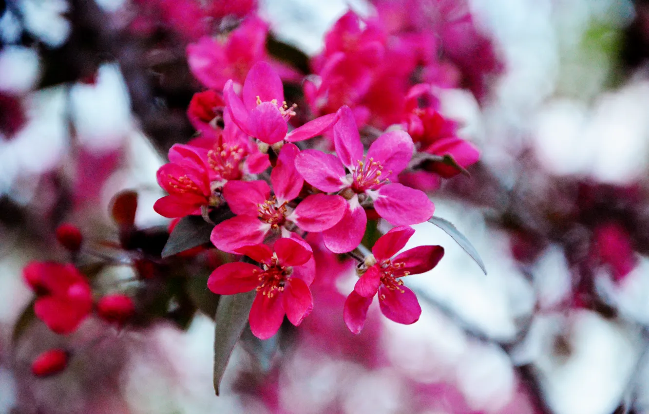 Photo wallpaper flowers, mood, spring, beautiful, pink, Ukraine, Kiev