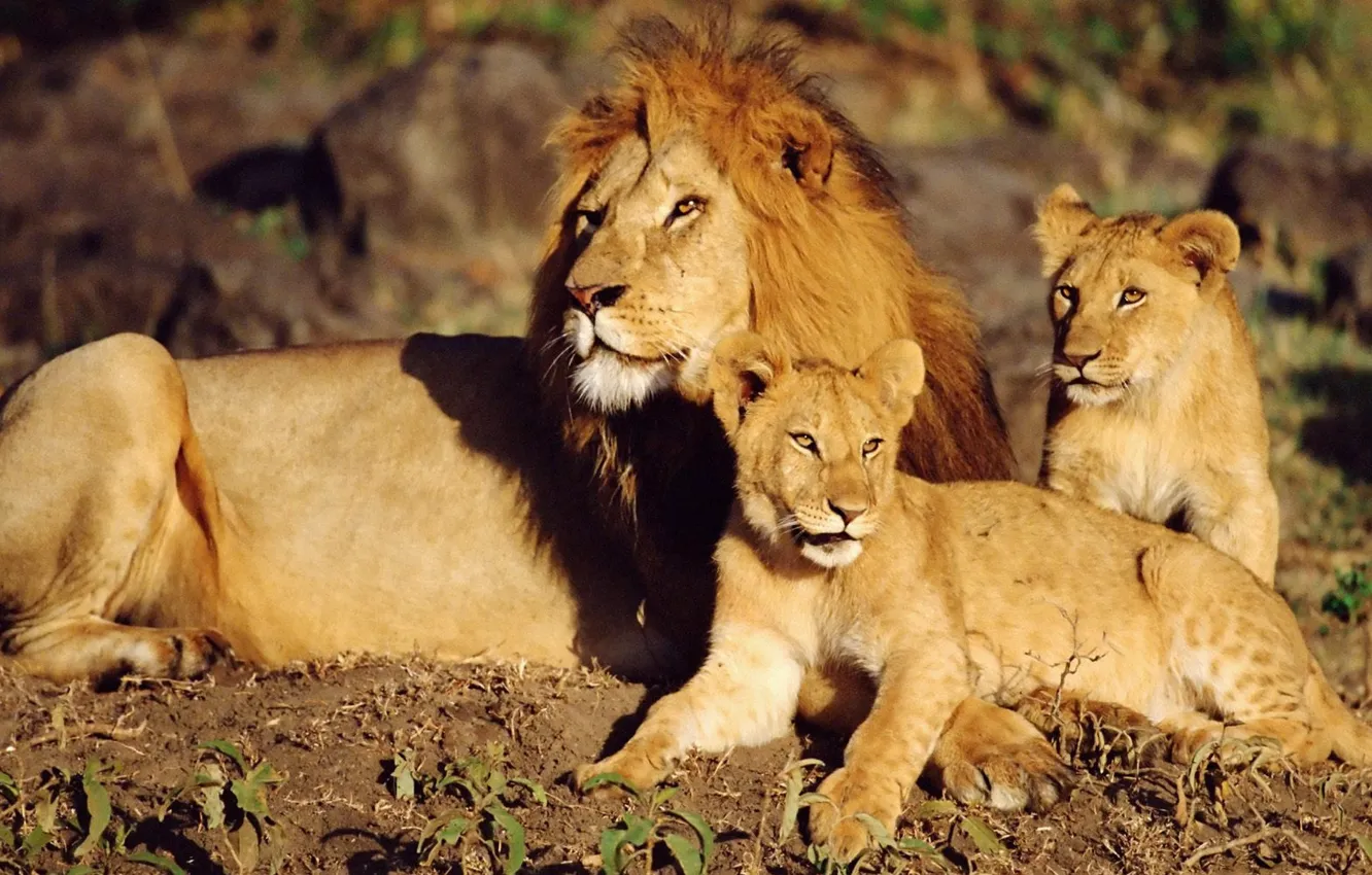 Photo wallpaper Leo, the cubs, Wild cats