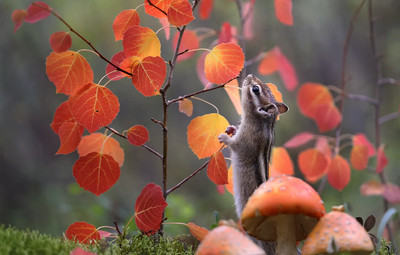 Photo wallpaper autumn, leaves, branches, nature, animal, mushrooms, moss, Amanita