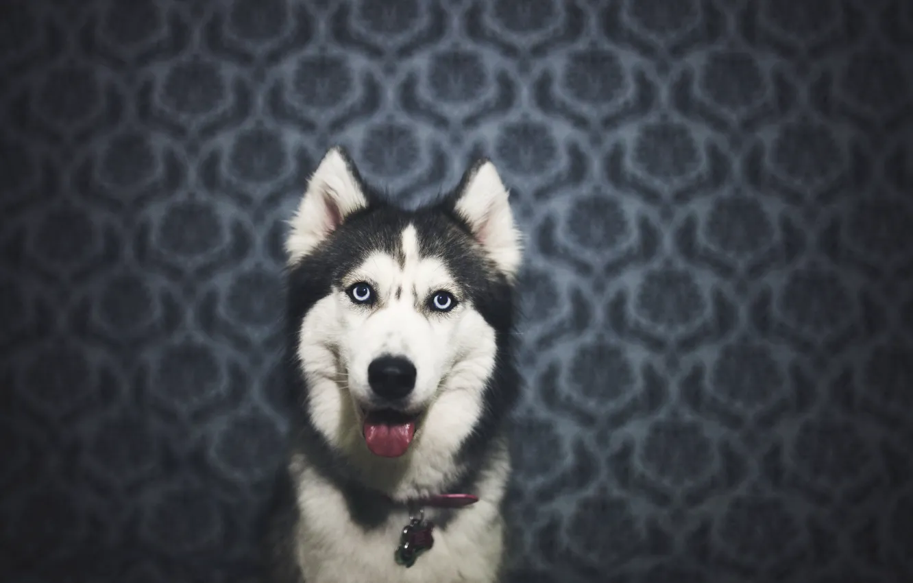 Photo wallpaper language, dog, wool, looks, husky