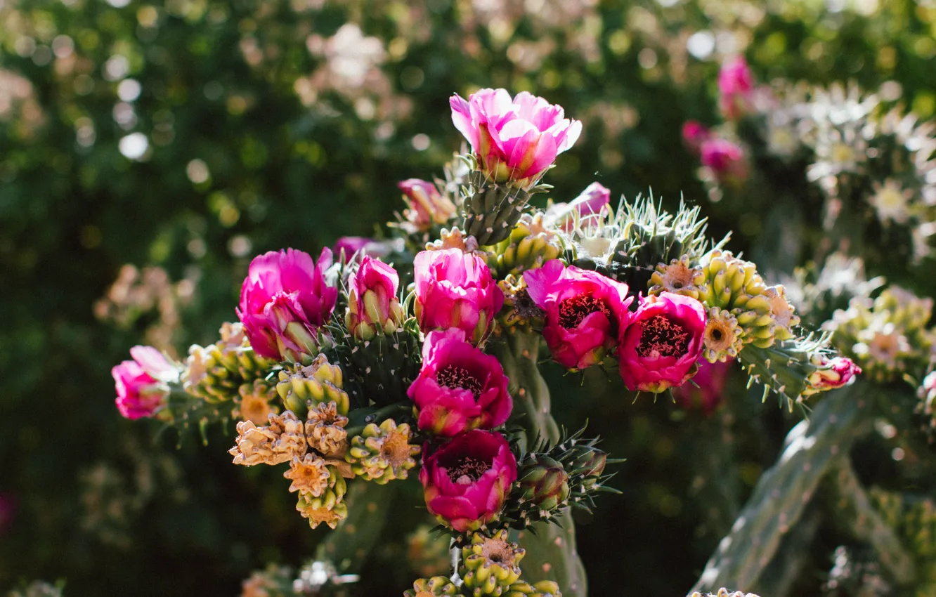 Photo wallpaper flowers, petals, cactus