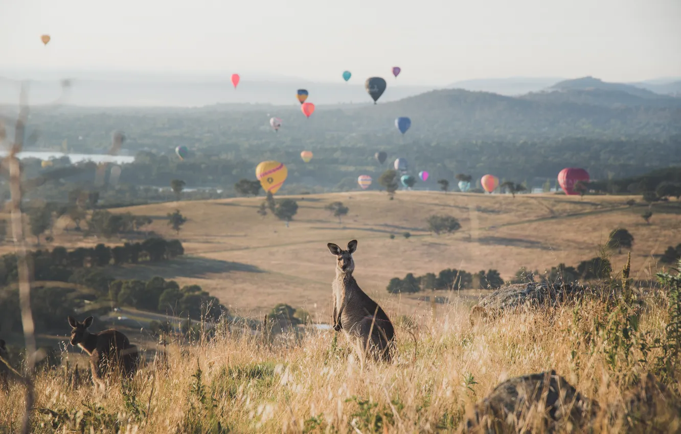 Photo wallpaper Australia, kangaroo, Australia, Kangaroos, The entertainment of balloons, Mount Painter, Mount Painter Nature Reserve, Mount …