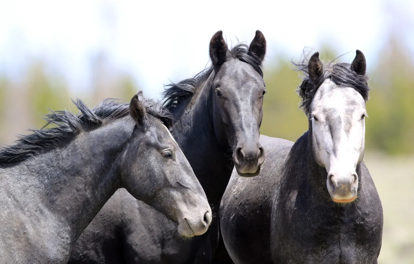 Photo wallpaper face, horse, horse, portrait, trio