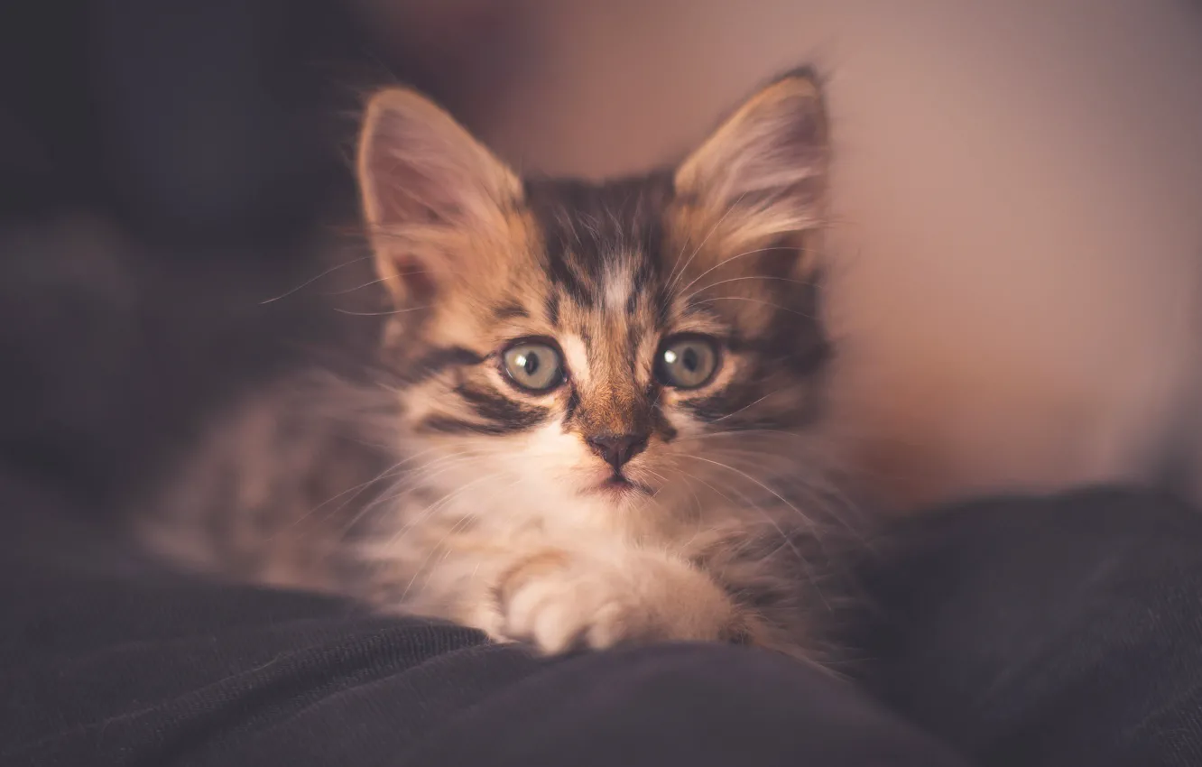 Photo wallpaper cat, look, kitty, grey, background, portrait, treatment, muzzle