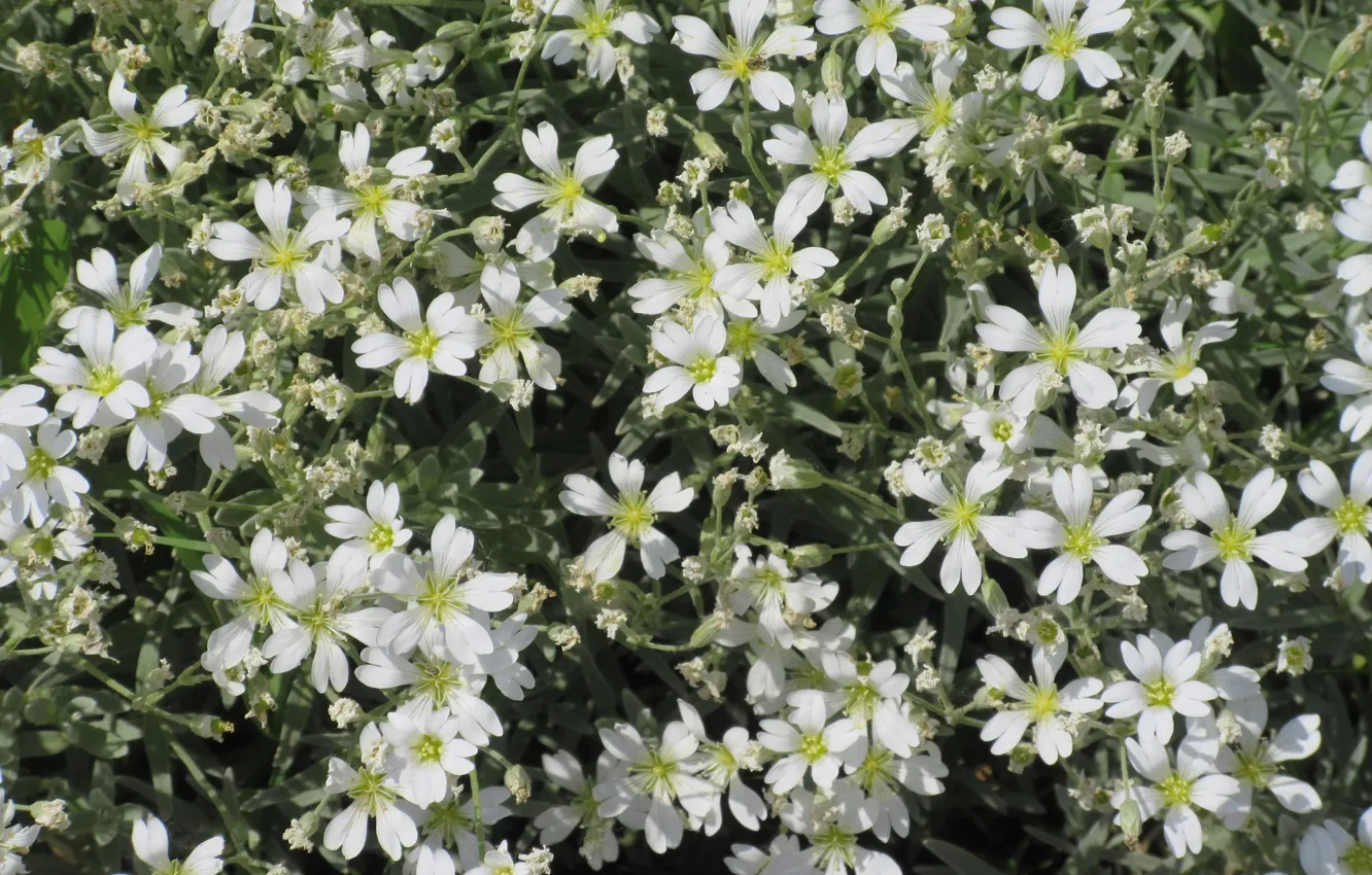 Photo wallpaper flowers, bushes, Meduzanol ©, Summer 2018