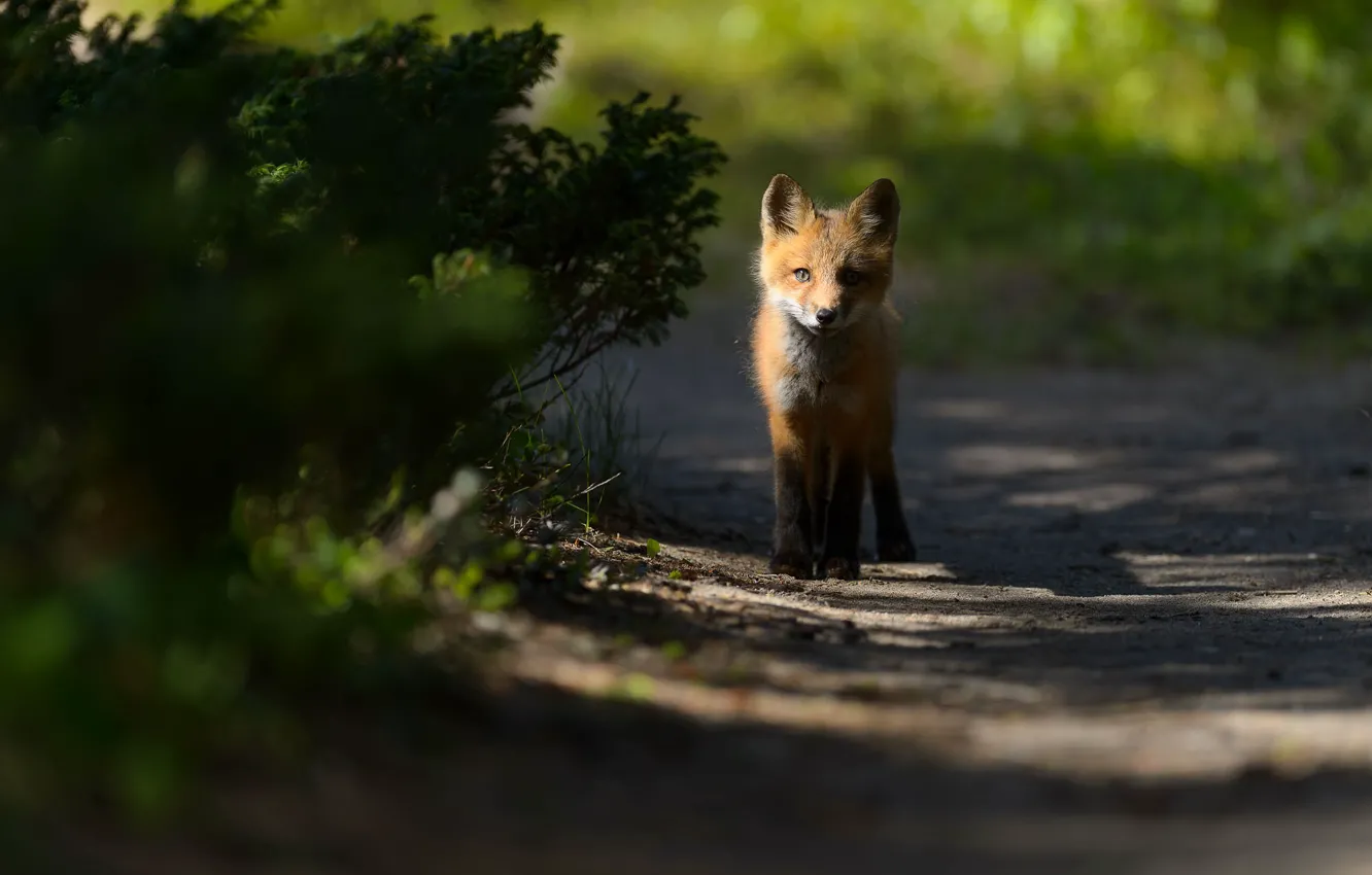 Photo wallpaper look, light, the dark background, baby, Fox, shadows, path, the bushes