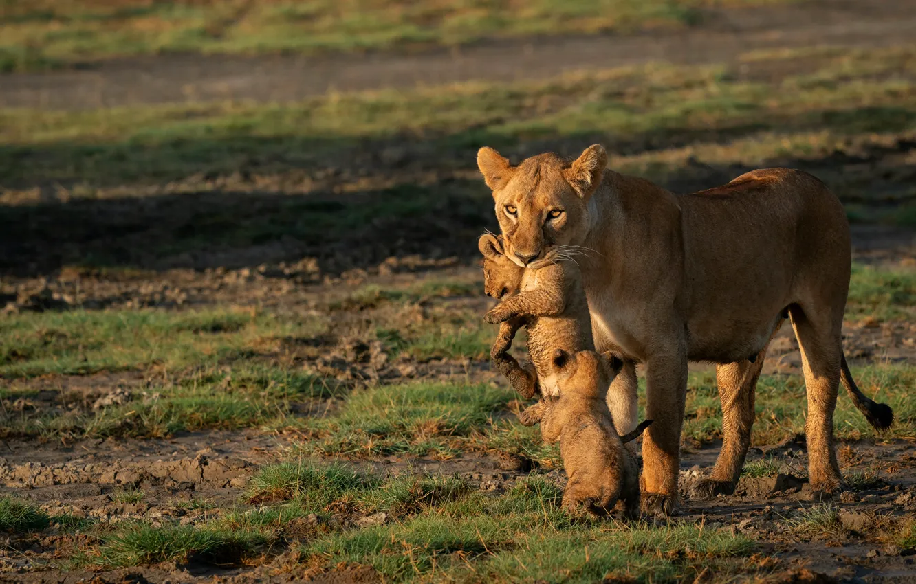 Photo wallpaper field, look, pose, Leo, baby, lioness, lion, mother