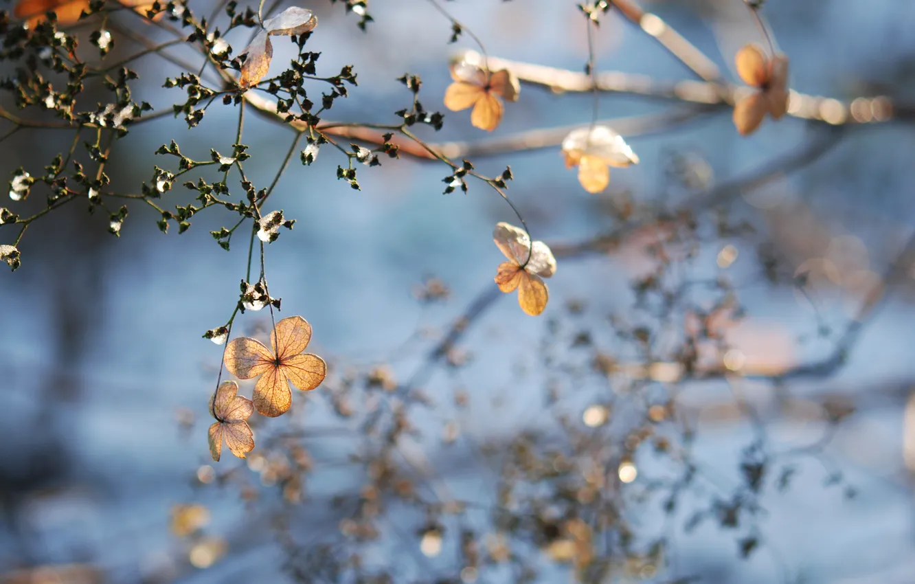 Photo wallpaper winter, macro, deadwood