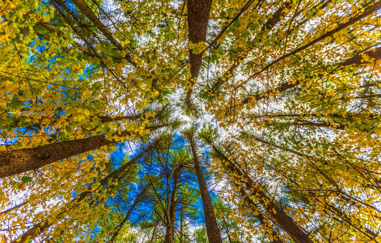 Photo wallpaper autumn, the sky, leaves, trees, trunk, crown