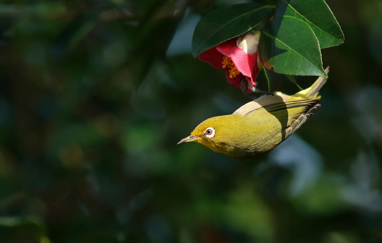 Photo wallpaper leaves, light, flowers, branches, red, the dark background, bird, spring