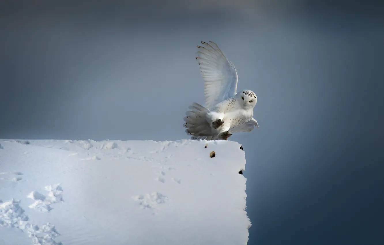 Photo wallpaper winter, roof, the sky, snow, owl, bird, wings, white
