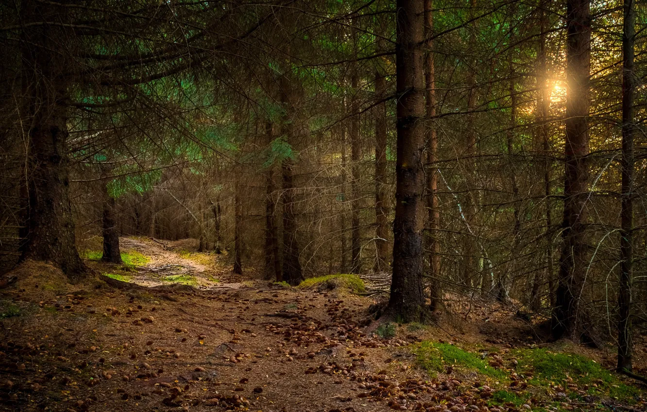 Photo wallpaper forest, Norway, Norway, Nordland, Sandnes