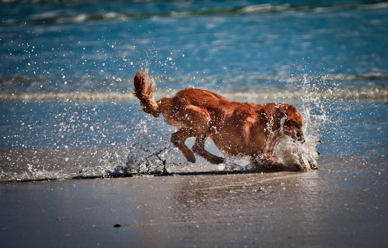 Photo wallpaper sand, sea, water, dog, plays