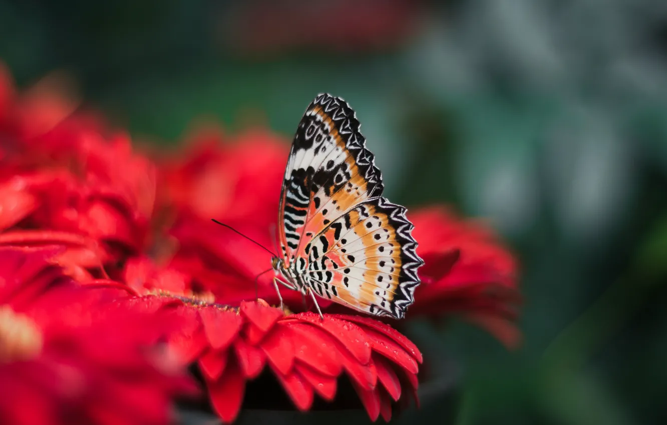 Photo wallpaper flower, bright, nature, butterfly, wings, blur