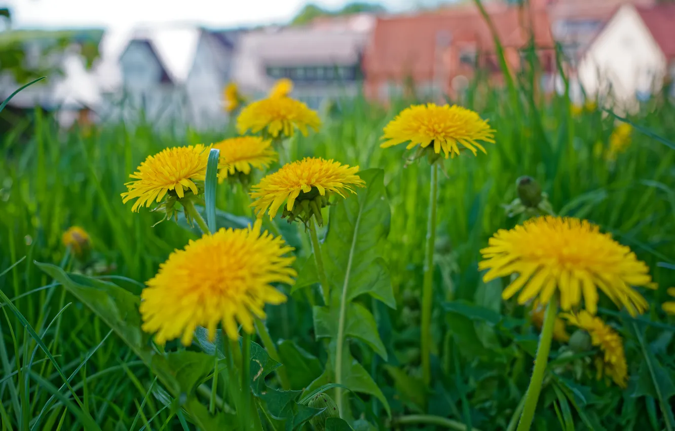 Photo wallpaper greens, grass, flowers, yellow, dandelion, glade, home, spring