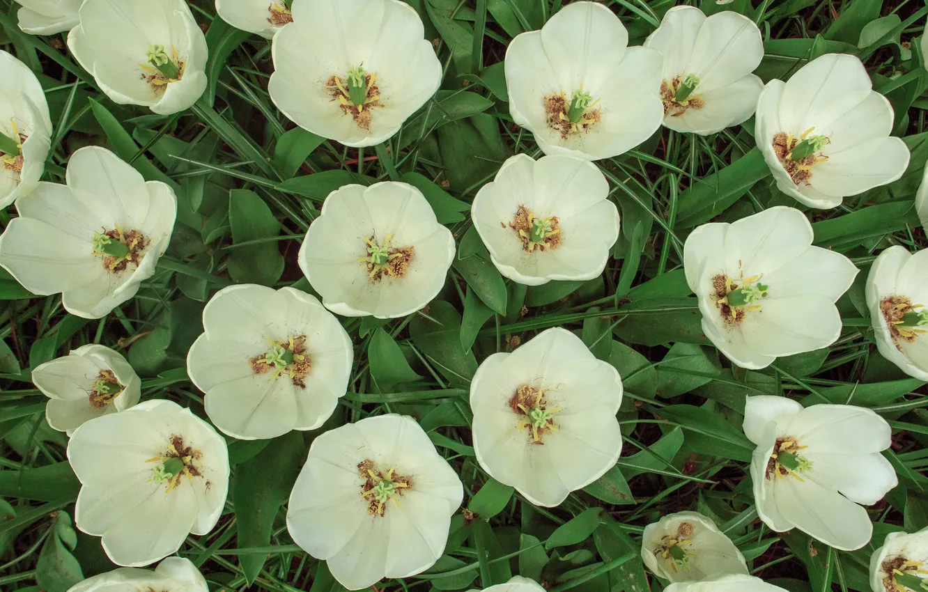 Photo wallpaper flowers, the view from the top, garden, spring, flowerbed, white, tulips