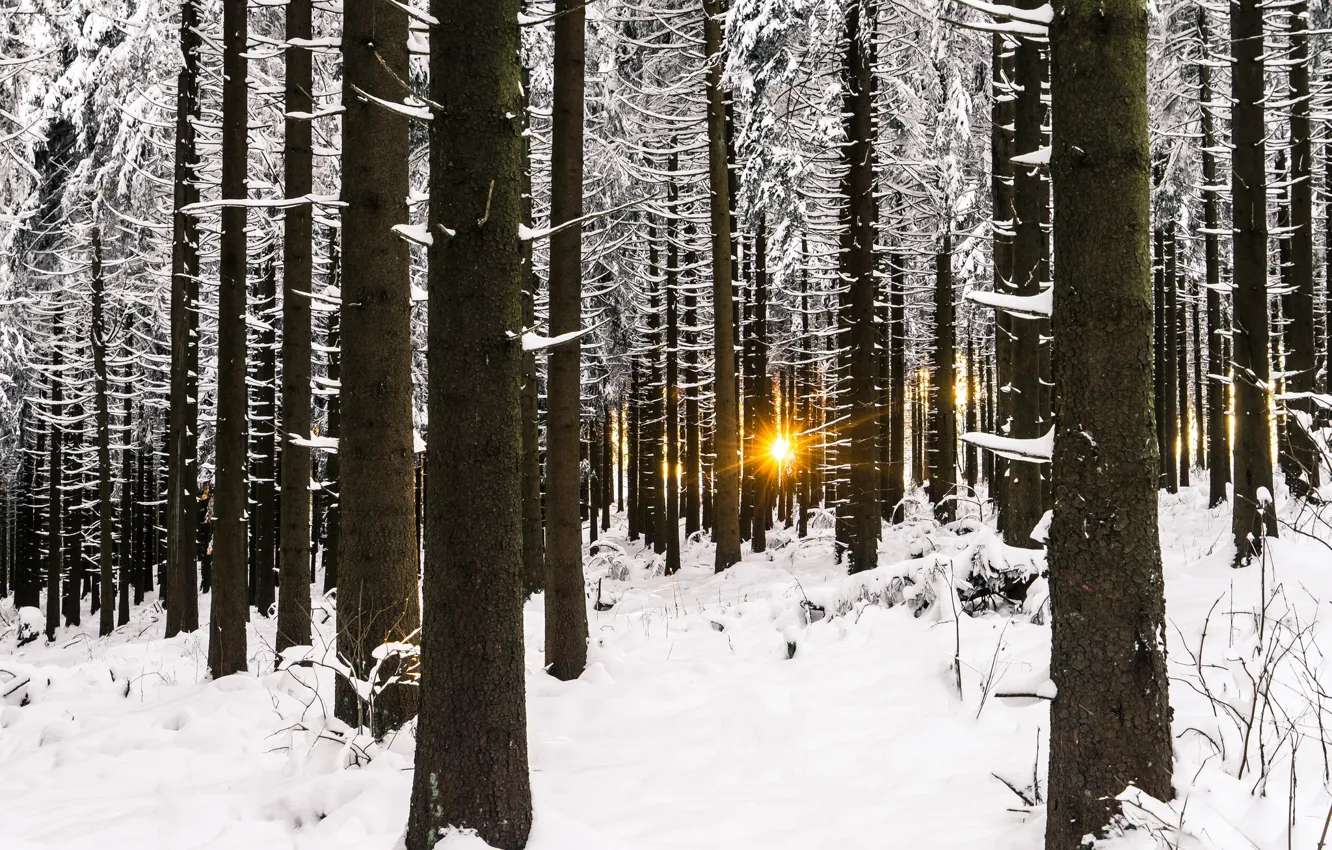 Photo wallpaper winter, forest, light