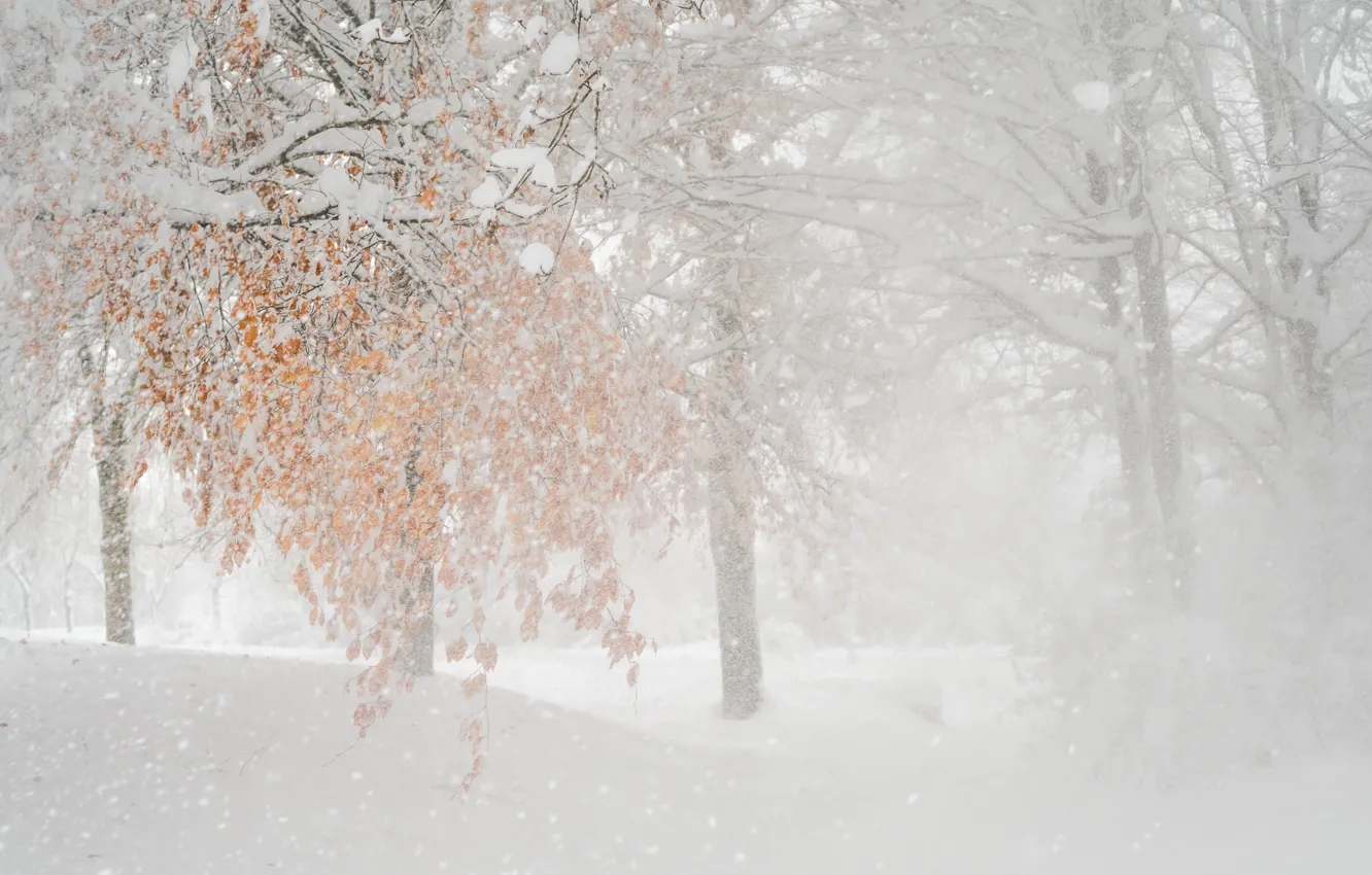 Photo wallpaper winter, snow, Blizzard