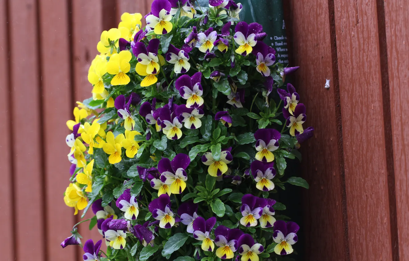 Photo wallpaper flowers, the fence, Pansy