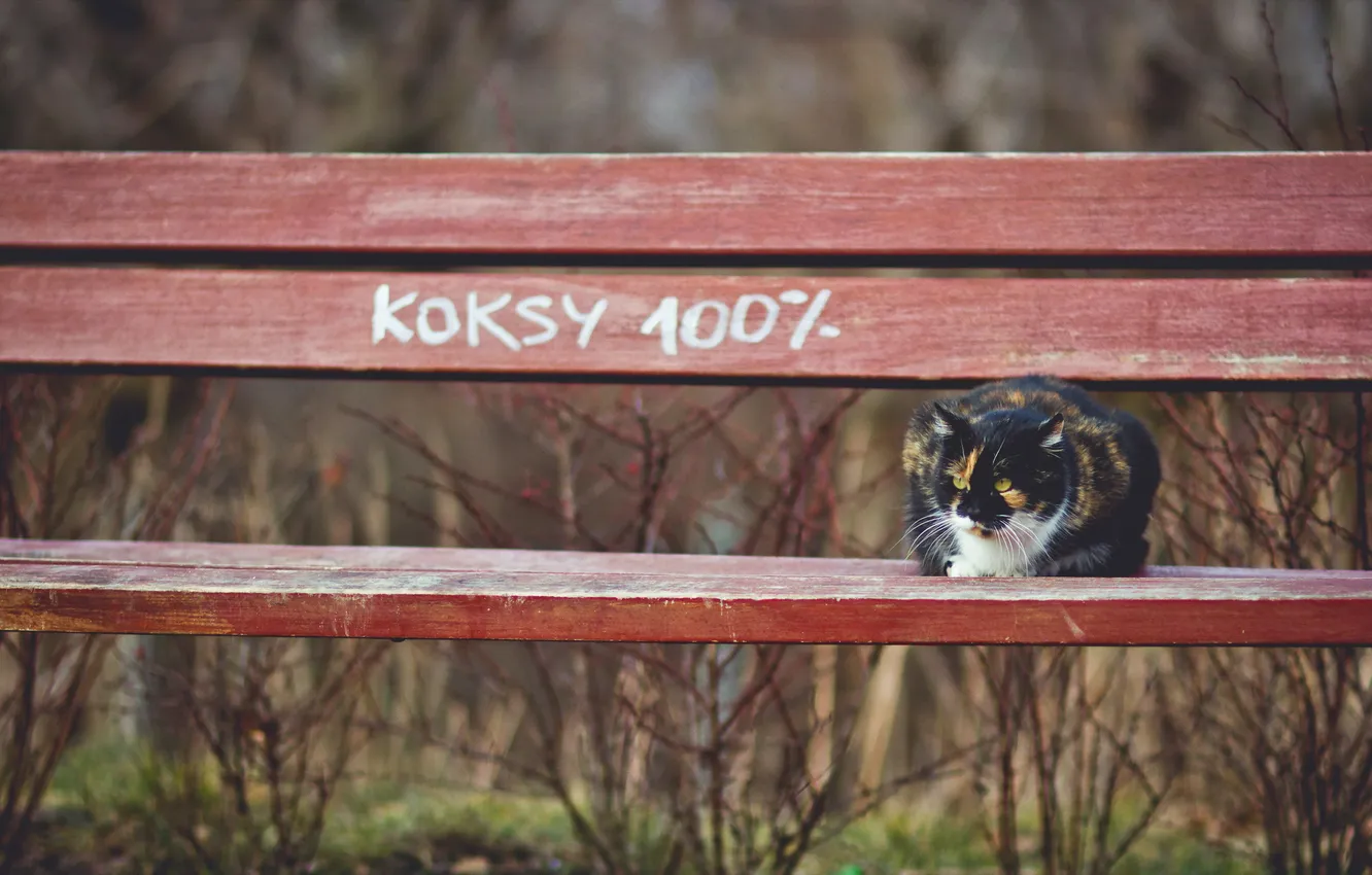 Photo wallpaper cat, background, bench