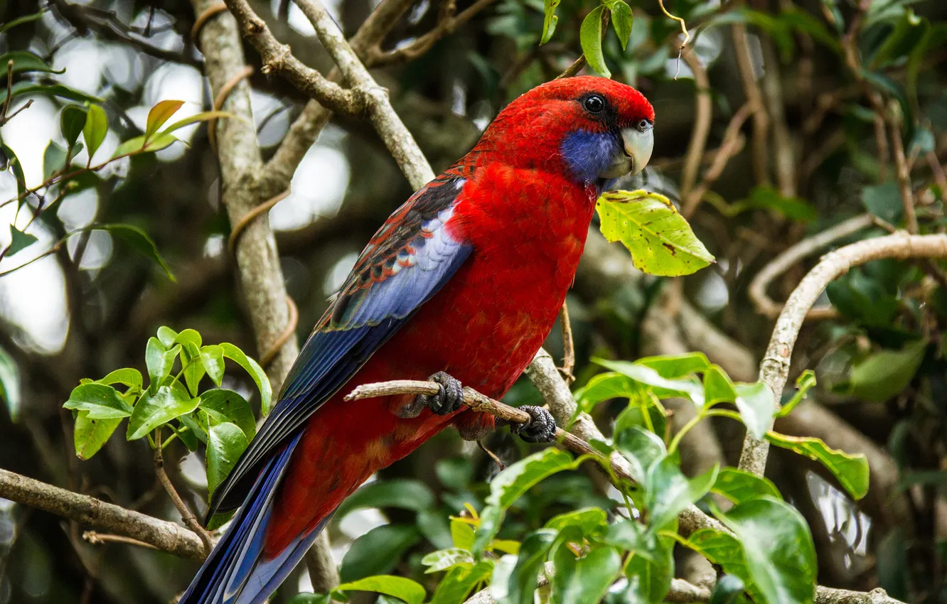 Photo wallpaper leaves, branches, tree, parrot, Red Rosella