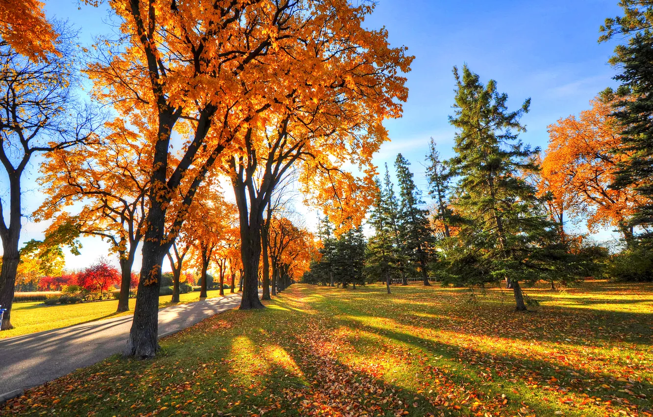 Photo wallpaper autumn, the sky, trees, Park, the evening